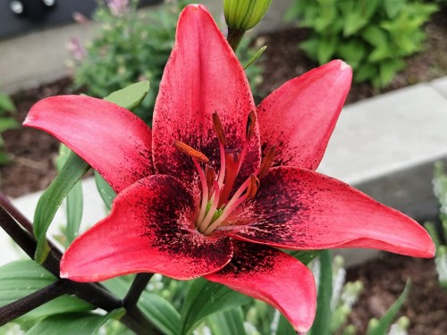 Lilia azjatycka 'Purple Dream'2.jpg