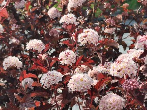 Pęcherznica kalinolistna 'Andre' C3