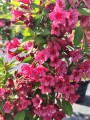 Krzewuszka cudowna 'Bristol Ruby'.jpg