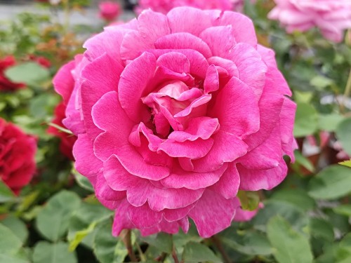 Róża wielkokwiatowa 'Pink Peace'3.jpg