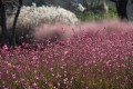 gaura-7606523_1280.jpg