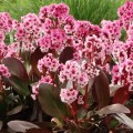 Bergenia Pink Dragonfly_70702_1.jpg