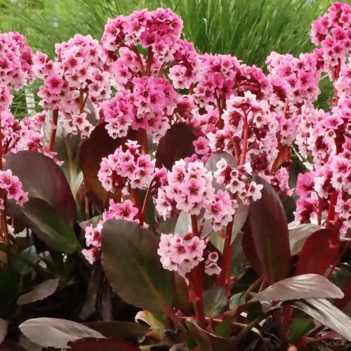 Bergenia Pink Dragonfly_70702_1.jpg