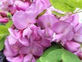 Robinia szczeciniasta.jpg