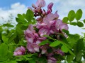Robinia szczeciniasta1.jpg