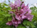 Robinia szczeciniasta2.jpg