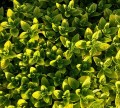 oregano-2318806_1280.jpg