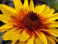 Słoneczniczek szorstki 'Yellow Spider' 1.jpg