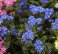 sylva-bluesylva_myosotis-sylvatica_50603_1.jpg