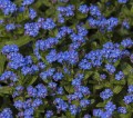 sylva-bluesylva_myosotis-sylvatica_50603_2.jpg