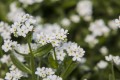 sylva-snowsylva_myosotis-sylvatica_50602_1.jpg