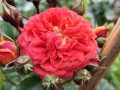 Róża półpnąca 'Carmen'.jpg