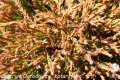 Th. occ. Golden Tuffet (9) (Kopiowanie).jpg