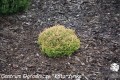 Th. occ. Golden Tuffet (20) (Kopiowanie).jpg