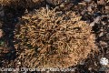 Th. occ. Golden Tuffet (Kopiowanie).jpg