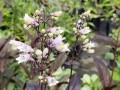 Penstemon 'Dark Towers'.jpg