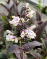 Penstemon 'Dark Towers'1.jpg
