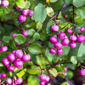 Śnieguliczka Doorenbosa 'Magic Berry' C10