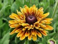 Rudbekia Flamenco® 'Apricot.jpg
