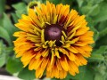 Rudbekia 'SmileyZ™ 'Double Kissing'.jpg