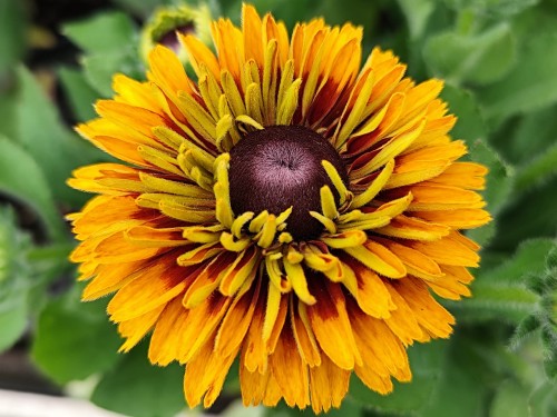 Rudbekia 'SmileyZ™ 'Double Kissing'.jpg