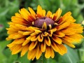 Rudbekia 'SmileyZ™ 'Double Kissing'2.jpg