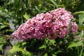 Budleja Dawida 'Pink Cascade'.jpg