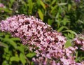 Budleja Dawida 'Pink Cascade'1.jpg