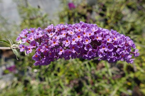Budleja Davida 'Nanho Blue' 1.jpg