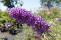 Budleja Davida 'Nanho Blue'.jpg