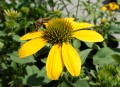 Jeżówka SunMagic 'Fantastic Yellow'.jpg