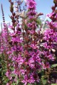 Krwawnica 'Luminara Lilac'.jpg