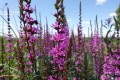 Krwawnica 'Luminara Lilac'1.jpg