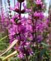 Krwawnica 'Luminara Lilac'2.jpg