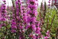 Krwawnica 'Luminara Lilac'3.jpg