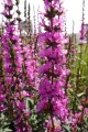 Krwawnica 'Luminara Lilac'4.jpg