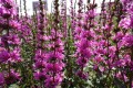 Krwawnica 'Luminara Lilac'5.jpg