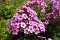 Floks Early® 'Lavender Pop'.jpg