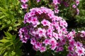 Floks Early® 'Lavender Pop'1.jpg