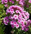 Floks Early® 'Lavender Pop'2.jpg
