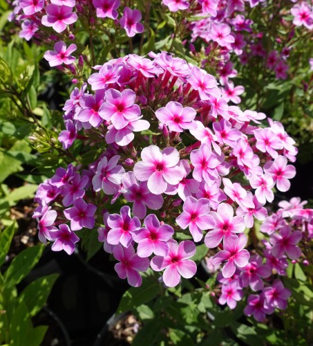 Floks Early® 'Lavender Pop'2.jpg