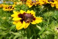 Rudbekia 'SmileyZ™ Tiger'.jpg