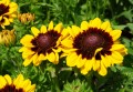 Rudbekia 'SmileyZ™ Tiger'1.jpg