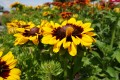 Rudbekia 'SmileyZ™ Tiger'2.jpg