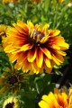 Rudbekia 'SmileyZ™ 'Double Kissing'1.jpg