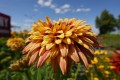 Rudbekia Flamenco® 'Apricot'1.jpg