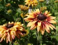 Rudbekia Flamenco® 'Apricot'2.jpg