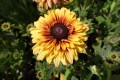 Rudbekia Flamenco® 'Apricot'3.jpg