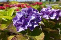 Hortensja ogrodowa 'Early Blue'1.jpg