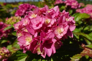 Hortensja ogrodowa TOGETHER 'Youmefive' C2